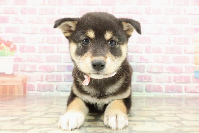 柴犬