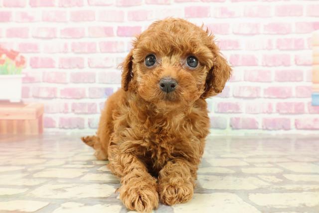 岩手県のトイプードル(トイ) (Coo&RIKU一関店/2025年2月10日生まれ/女の子/レッド)の子犬