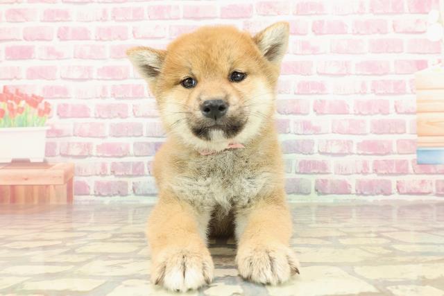 北海道の柴犬(標準サイズ) (Coo&RIKU函館店/2025年2月7日生まれ/女の子/赤)の子犬