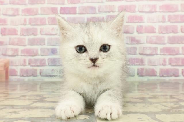 山形県のミヌエット (Coo&RIKU山形店/2025年2月10日生まれ/女の子/チンチラシルバー)の子猫