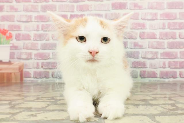 鳥取県のノルウェージャンフォレストキャット (Coo&RIKUラ・ムー鳥取東店/2024年12月20日生まれ/男の子/レッドタビーホワイト)の子猫