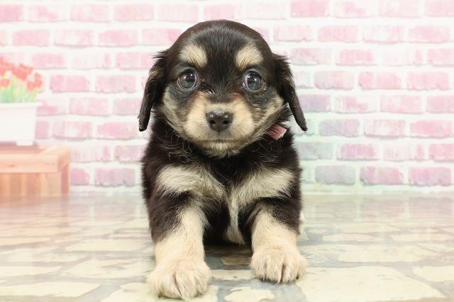 チワックス(チワワ×ダックス)(ブラック(黒)系)の子犬(2ページ目