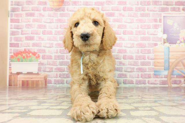 東京都のスタンダードプードル (Coo&RIKU足立本店/2025年2月3日生まれ/男の子/アプリコット)の子犬
