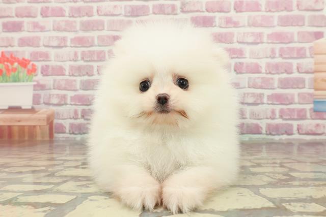 高知県のポメラニアン (Coo&RIKU高知御座店/2025年2月10日生まれ/男の子/ホワイト)の子犬