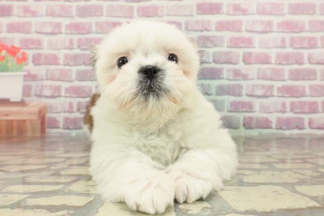 神奈川県のシーズー (Coo&RIKU日吉店/2025年2月10日生まれ/男の子/ゴールドホワイト)の子犬