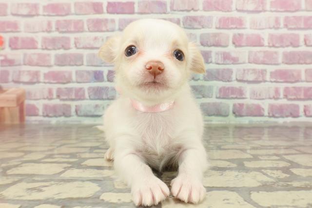 神奈川県のチワワ(ロング) (Coo&RIKU日吉店/2025年2月12日生まれ/女の子/クリームホワイト)の子犬