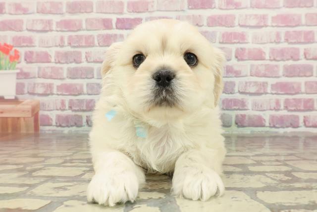 栃木県のハーフ犬・ミックス犬 (Coo&RIKU宇都宮店/2025年2月12日生まれ/男の子/クリーム)の子犬
