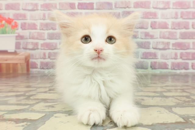 ノルウェージャン・フォレストキャット