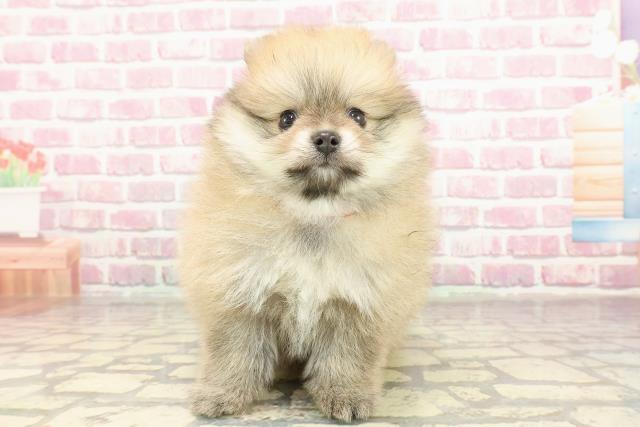 富山県のポメラニアン (Coo&RIKU富山店/2025年2月16日生まれ/女の子/オレンジセーブル)の子犬