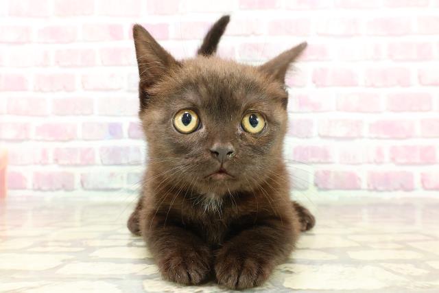 神奈川県のマンチカン (Coo&RIKUパウ川崎店/2025年1月24日生まれ/男の子/ブラックスモーク)の子猫