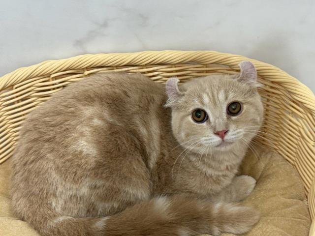 東京都のアメリカンカール (Coo&RIKU練馬店/2025年1月5日生まれ/男の子/クリームタビーホワイト)の子猫
