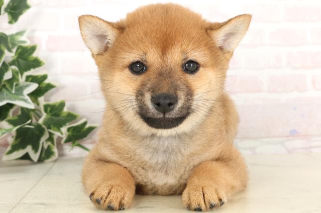愛媛県の豆柴 (Coo&RIKU大洲店/2025年2月15日生まれ/女の子/赤)の子犬