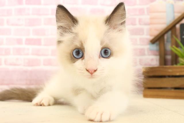 長崎県のラグドール (Coo&RIKU大村店/2025年2月7日生まれ/男の子/シールポイントバイカラー)の子猫
