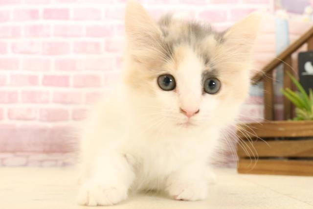 ノルウェージャン・フォレストキャット