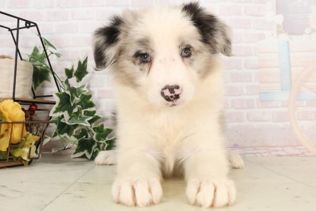 広島県のボーダーコリー (Coo&RIKU福山店/2025年2月12日生まれ/女の子/ブルーマール)の子犬