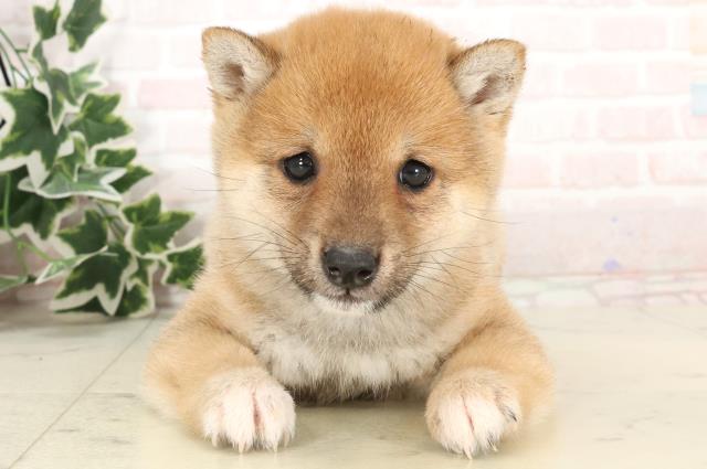 愛媛県のハーフ犬・ミックス犬 (Coo&RIKU愛媛松山店/2025年2月15日生まれ/男の子/赤)の子犬