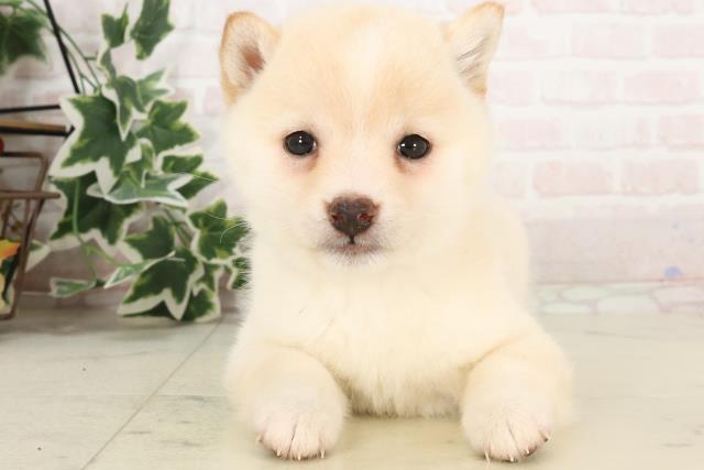 岡山県のハーフ犬・ミックス犬 (Coo&RIKU岡山店/2025年2月15日生まれ/女の子/白)の子犬