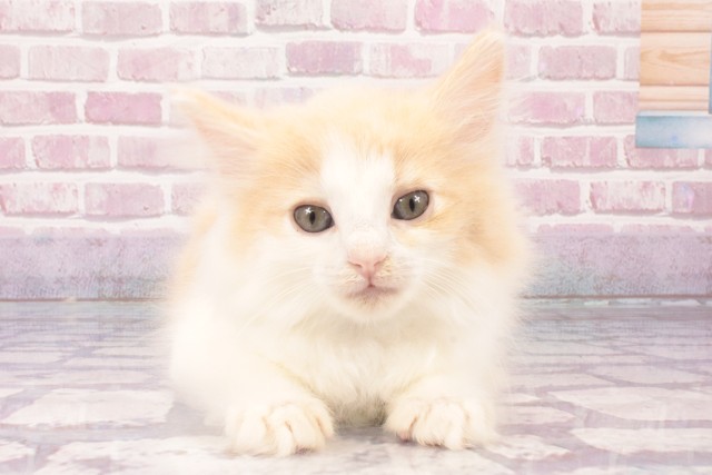 ノルウェージャン・フォレストキャット