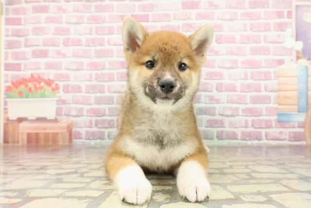 福井県の柴犬(標準サイズ) (Coo&RIKU福井店/2025年2月12日生まれ/男の子/赤)の子犬