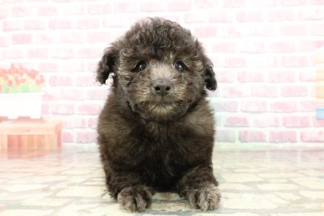 長野県のトイプードル(トイ) (Coo&RIKU綿半中野店/2025年2月17日生まれ/男の子/シルバー)の子犬