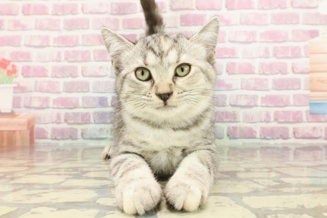 長野県のマンチカン (Coo&RIKU長野店/2025年1月9日生まれ/女の子/シルバーパッチドタビー)の子猫