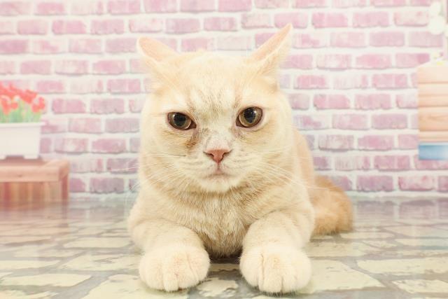 マンチカン（長足）