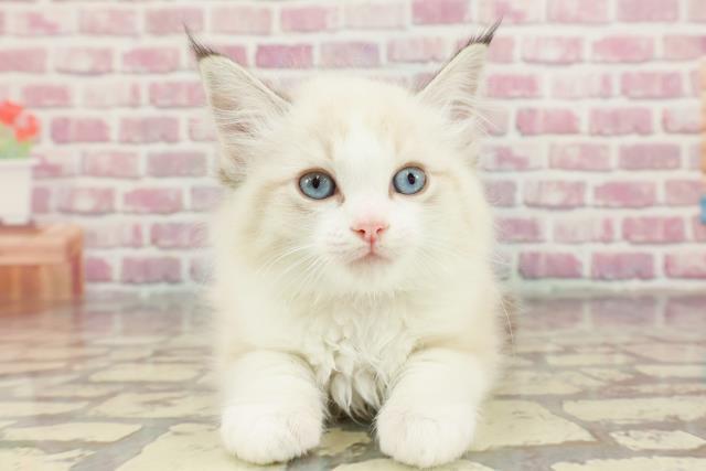 神奈川県のラグドール (Coo&RIKU日吉店/2024年10月5日生まれ/女の子/シールポイントバイカラー)の子猫
