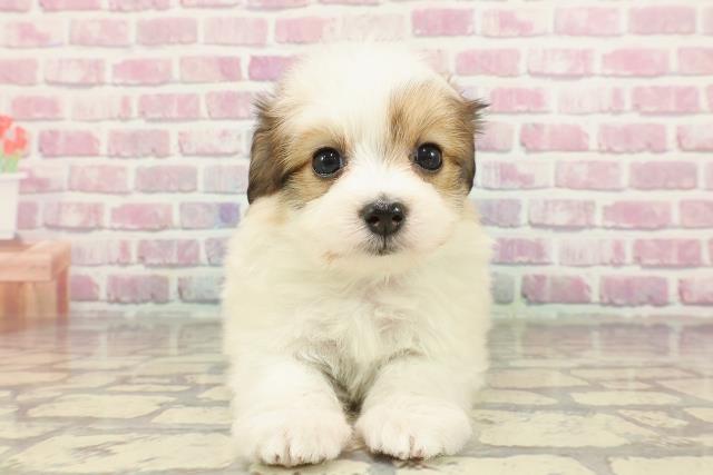埼玉県のハーフ犬・ミックス犬 (Coo&RIKU綿半坂戸店/2025年2月14日生まれ/男の子/ホワイトブラウン)の子犬