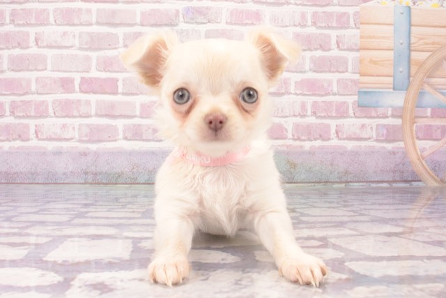 兵庫県のチワワ(ロング) (Coo&RIKU三木店/2025年2月14日生まれ/女の子/クリームホワイト)の子犬