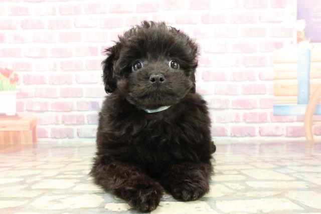 栃木県のハーフ犬・ミックス犬 (Coo&RIKU小山店/2025年2月16日生まれ/男の子/ブラック)の子犬