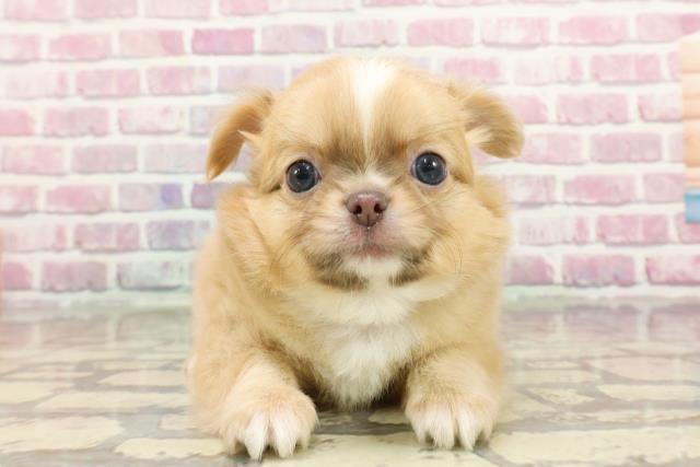 東京都のチワワ(ロング) (Coo&RIKU三軒茶屋店/2025年2月18日生まれ/男の子/フォーンホワイト)の子犬