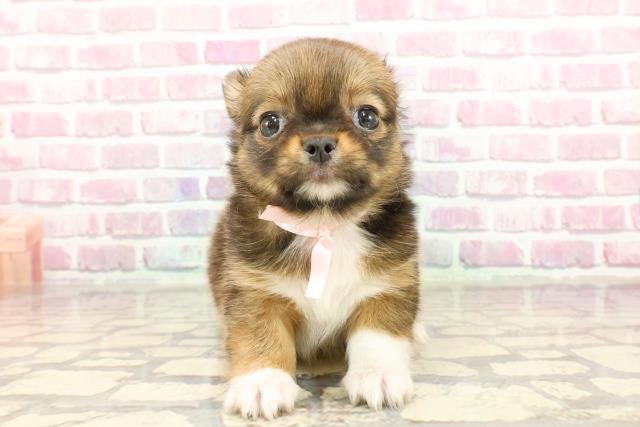 岡山県のチワワ(ロング) (Coo&RIKU岡山店/2025年2月16日生まれ/女の子/フォーンホワイト)の子犬