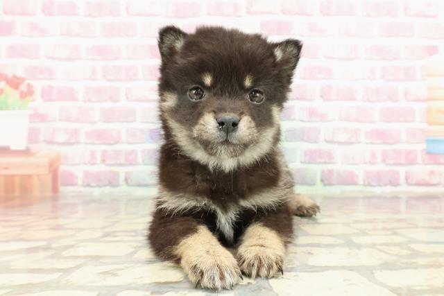 東京都の豆柴 (Coo&RIKU三軒茶屋店/2025年2月16日生まれ/男の子/黒)の子犬