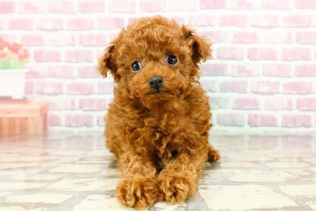 東京都のトイプードル(トイ) (Coo&RIKU八王子西店/2024年10月22日生まれ/男の子/レッド)の子犬