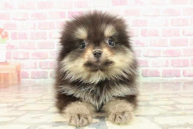 栃木県のポメラニアン (Coo&RIKU宇都宮店/2025年2月19日生まれ/女の子/ブラックタン)の子犬