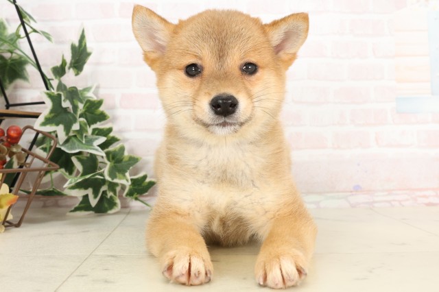 鹿児島県の豆柴 (Coo&RIKU鹿屋店/2025年2月18日生まれ/女の子/赤)の子犬