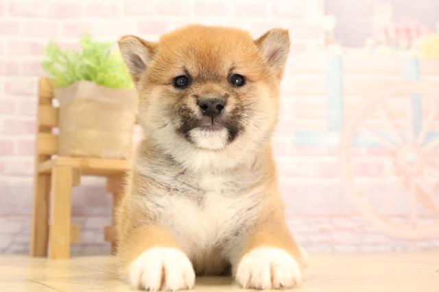 柴犬