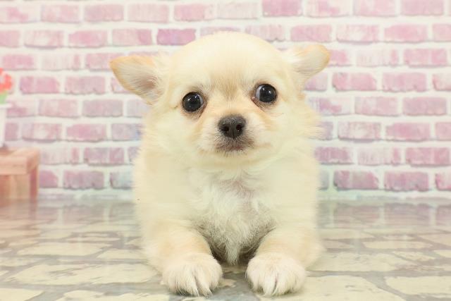 栃木県のチワワ(ロング) (Coo&RIKU足利店/2025年2月19日生まれ/男の子/クリーム)の子犬
