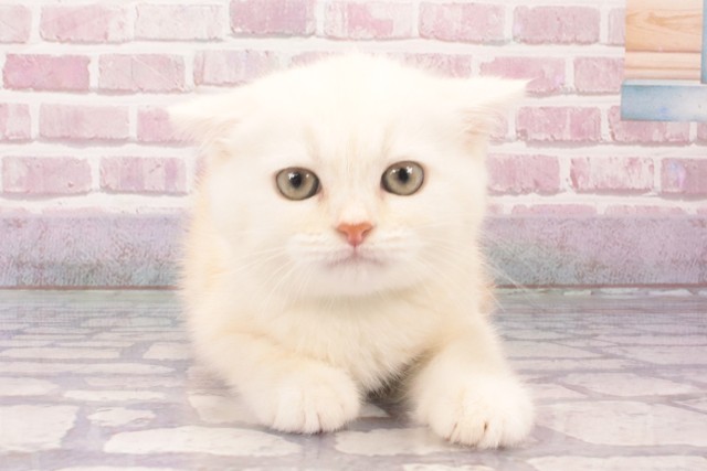 京都府のマンチカン (Coo&RIKU京都店/2025年2月17日生まれ/男の子/クリームタビーホワイト)の子猫