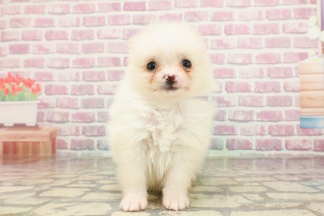 北海道のポメラニアン (Coo&RIKU函館店/2025年2月22日生まれ/男の子/クリーム)の子犬