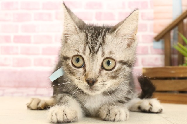 高知県のマンチカン (Coo&RIKUのいち店/2025年1月23日生まれ/男の子/シルバータビー)の子猫