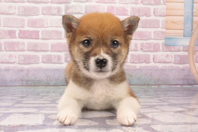 兵庫県の豆柴 (Coo&RIKU神戸三宮店/2025年2月21日生まれ/女の子/赤)の子犬