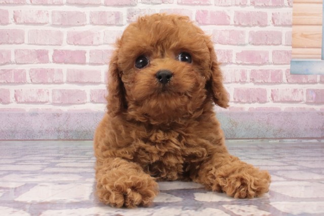 大阪府のトイプードル(トイ) (Coo&RIKU天王寺店/2025年2月23日生まれ/男の子/レッド)の子犬