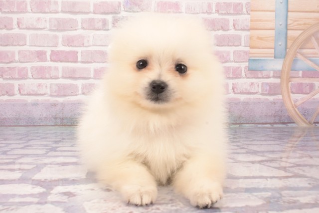 大阪府のポメラニアン (Coo&RIKU天王寺店/2025年2月20日生まれ/女の子/クリーム)の子犬