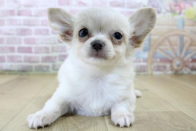 宮城県のチワワ(ロング) (Coo&RIKU石巻店/2025年2月21日生まれ/男の子/ホワイト)の子犬