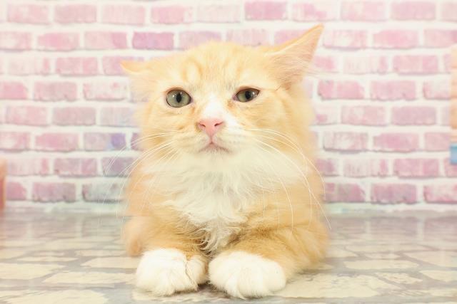 茨城県のラガマフィン (Coo&RIKU水戸店/2025年1月23日生まれ/男の子/レッドタビーホワイト)の子猫の1枚目の画像