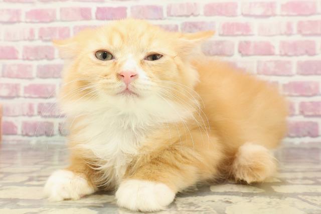 茨城県のラガマフィン (Coo&RIKU水戸店/2025年1月23日生まれ/男の子/レッドタビーホワイト)の子猫の2枚目の画像