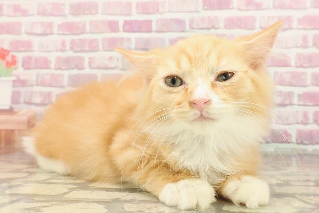 茨城県のラガマフィン (Coo&RIKU水戸店/2025年1月23日生まれ/男の子/レッドタビーホワイト)の子猫の3枚目の画像