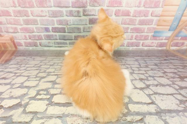 茨城県のラガマフィン (Coo&RIKU水戸店/2025年1月23日生まれ/男の子/レッドタビーホワイト)の子猫の4枚目の画像