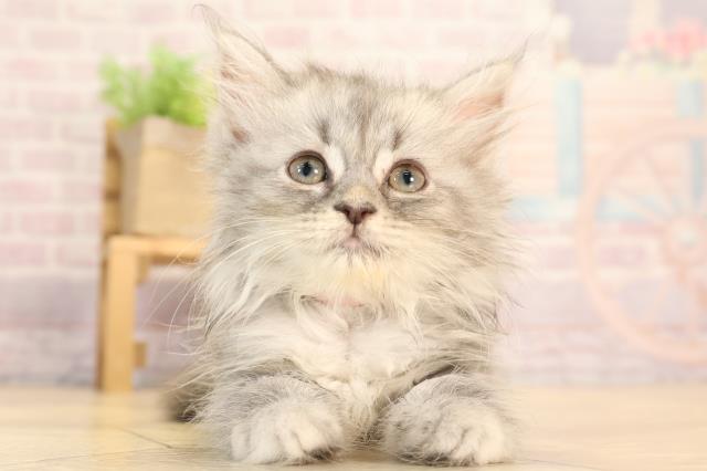 岐阜県のラガマフィン (Coo&RIKU岐南店/2025年2月16日生まれ/女の子/ブルータビーホワイト)の子猫